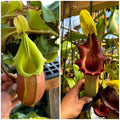 Nepenthes veitchii (BM x PCC) #7 x (veitchii x tm) *Pack Of 30 Seeds*