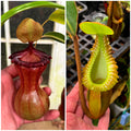 N. Ventricosa x Macrophylla *Pack Of 30 Seeds*