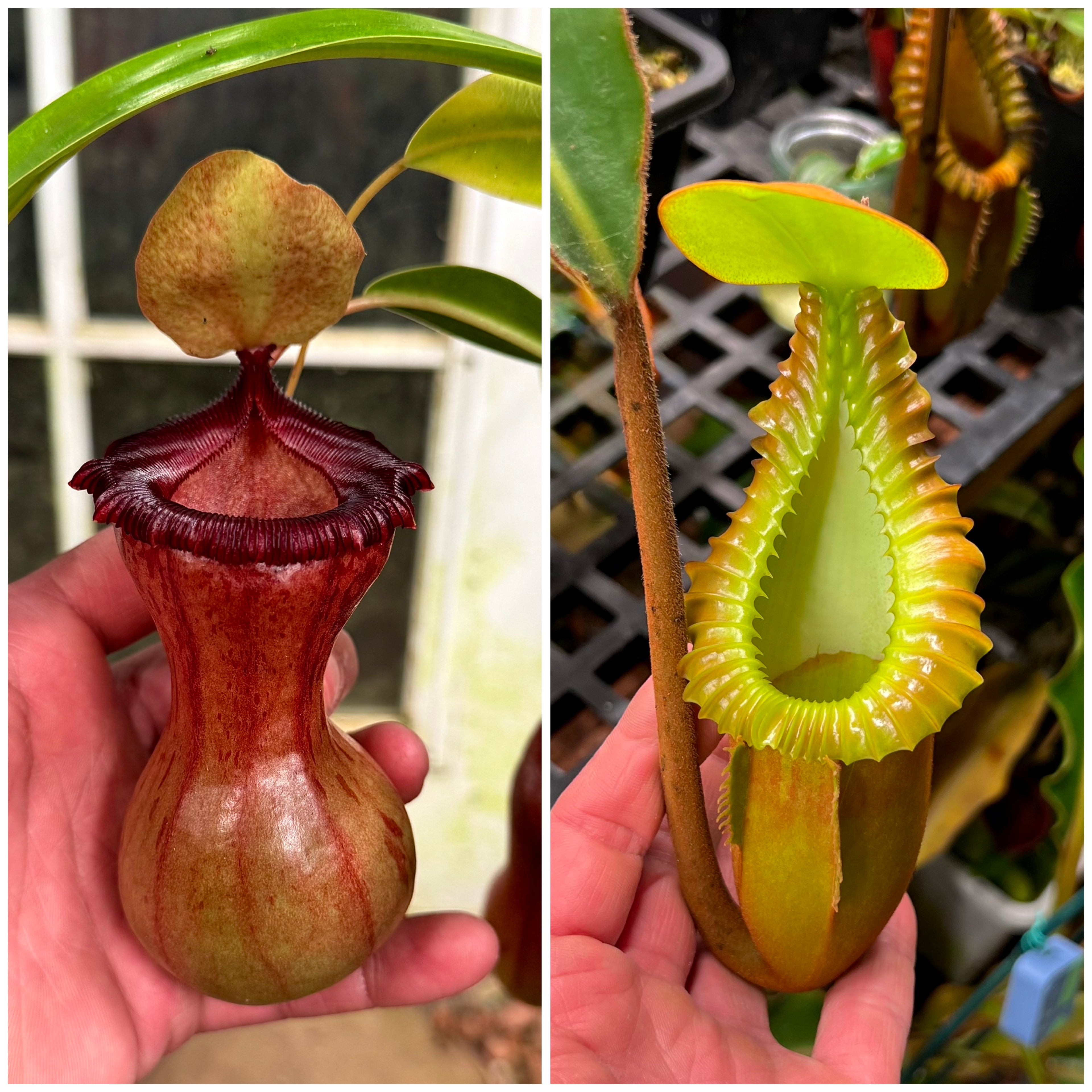 N. Ventricosa x Macrophylla *Pack Of 30 Seeds*