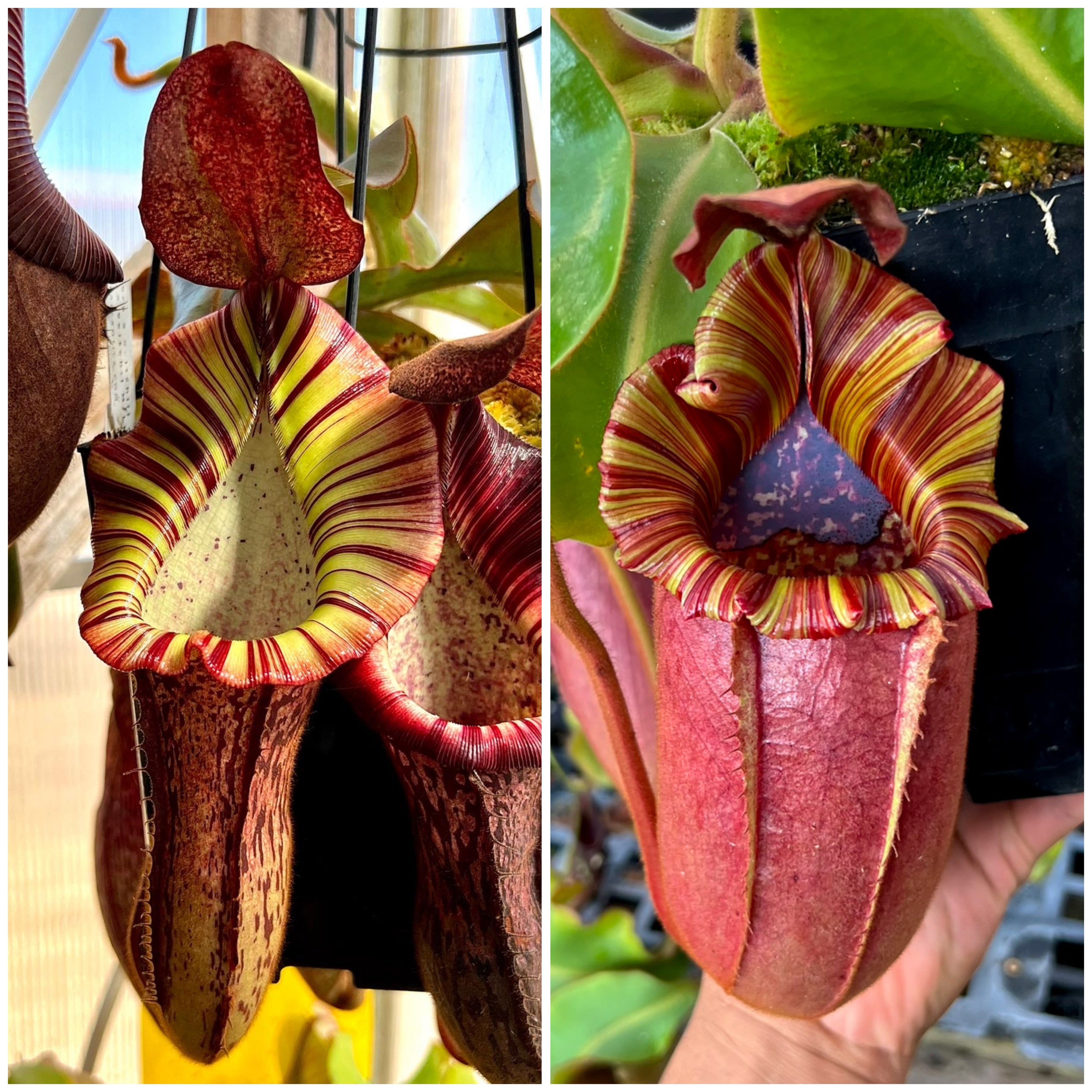 Nepenthes (gland x veitchii) x (spect x veitchii) x (LVB x veitchii candy dreams) *Pack Of 30 Seeds*