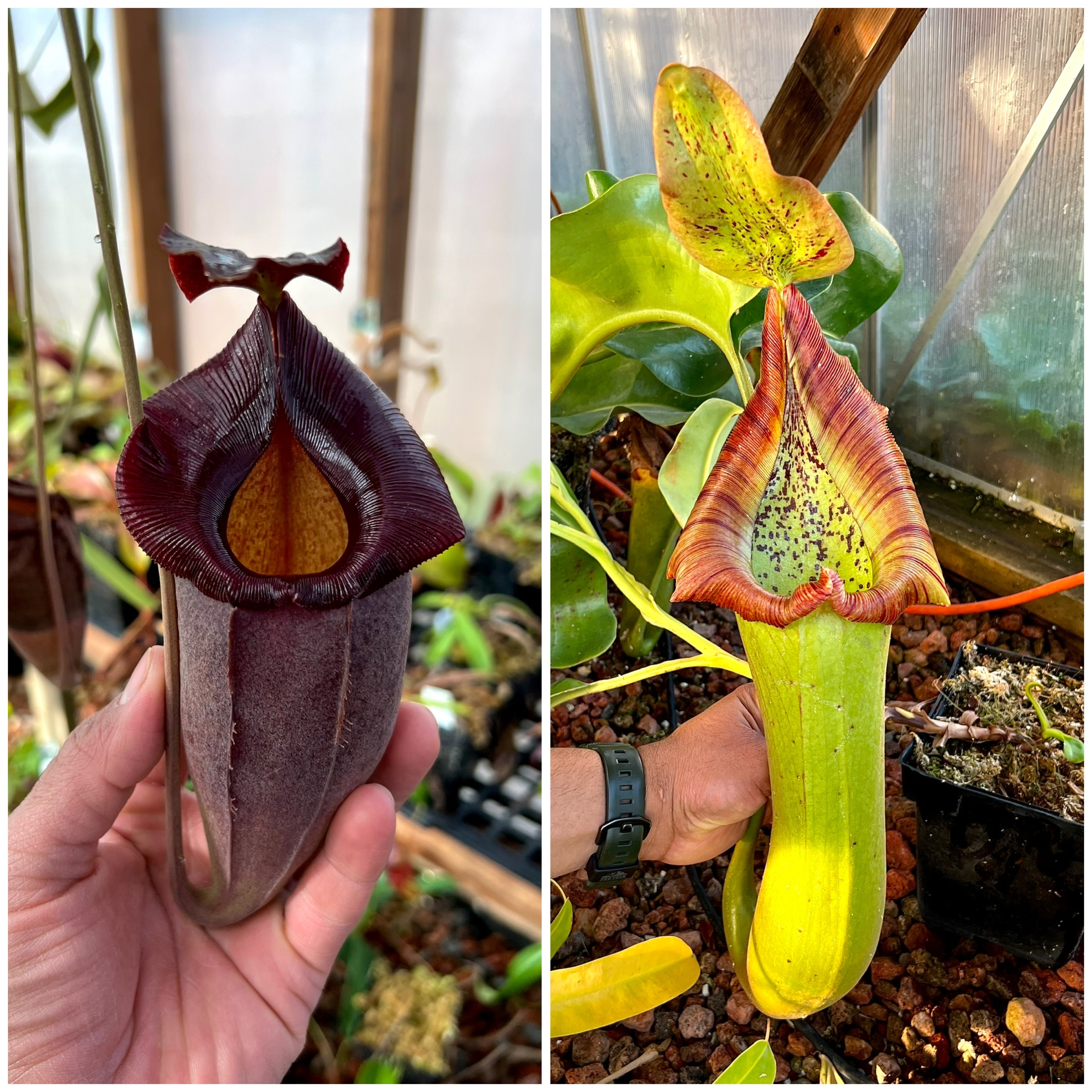 Nepenthes (spath x jacq) x truncata (a) EP *Pack Of 30 Seeds*