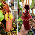 Nepenthes veitchii k ep x (lvb x veitchii candy dreams) *Pack Of 30 Seeds*