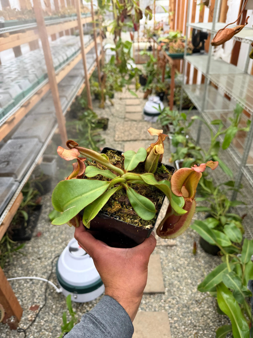 Nepenthes veitchii bareo female (rooted basal) PDF Carnivores