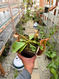 Nepenthes veitchii bareo female (rooted basal) PDF Carnivores