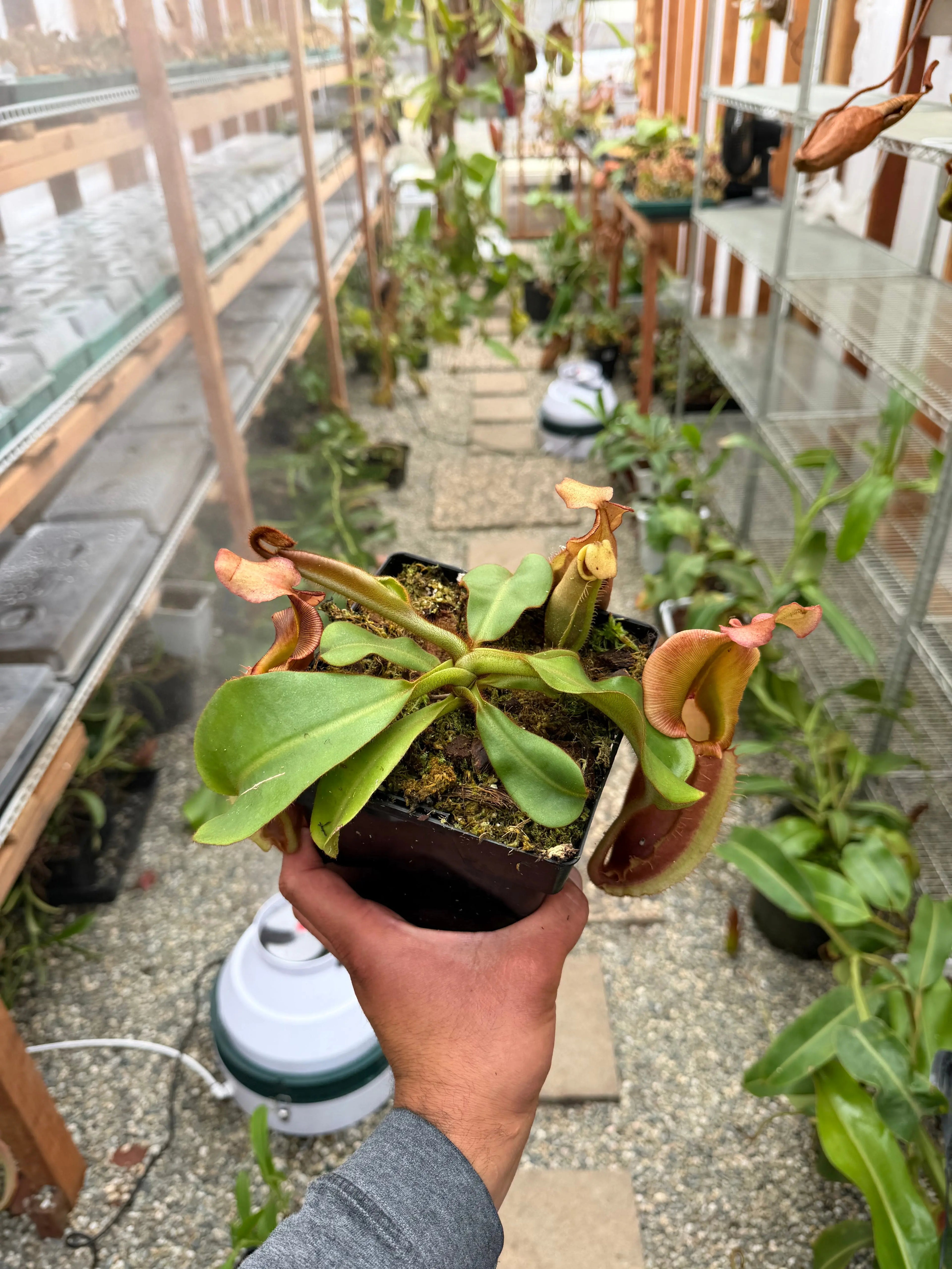 Nepenthes veitchii bareo female (rooted basal) PDF Carnivores