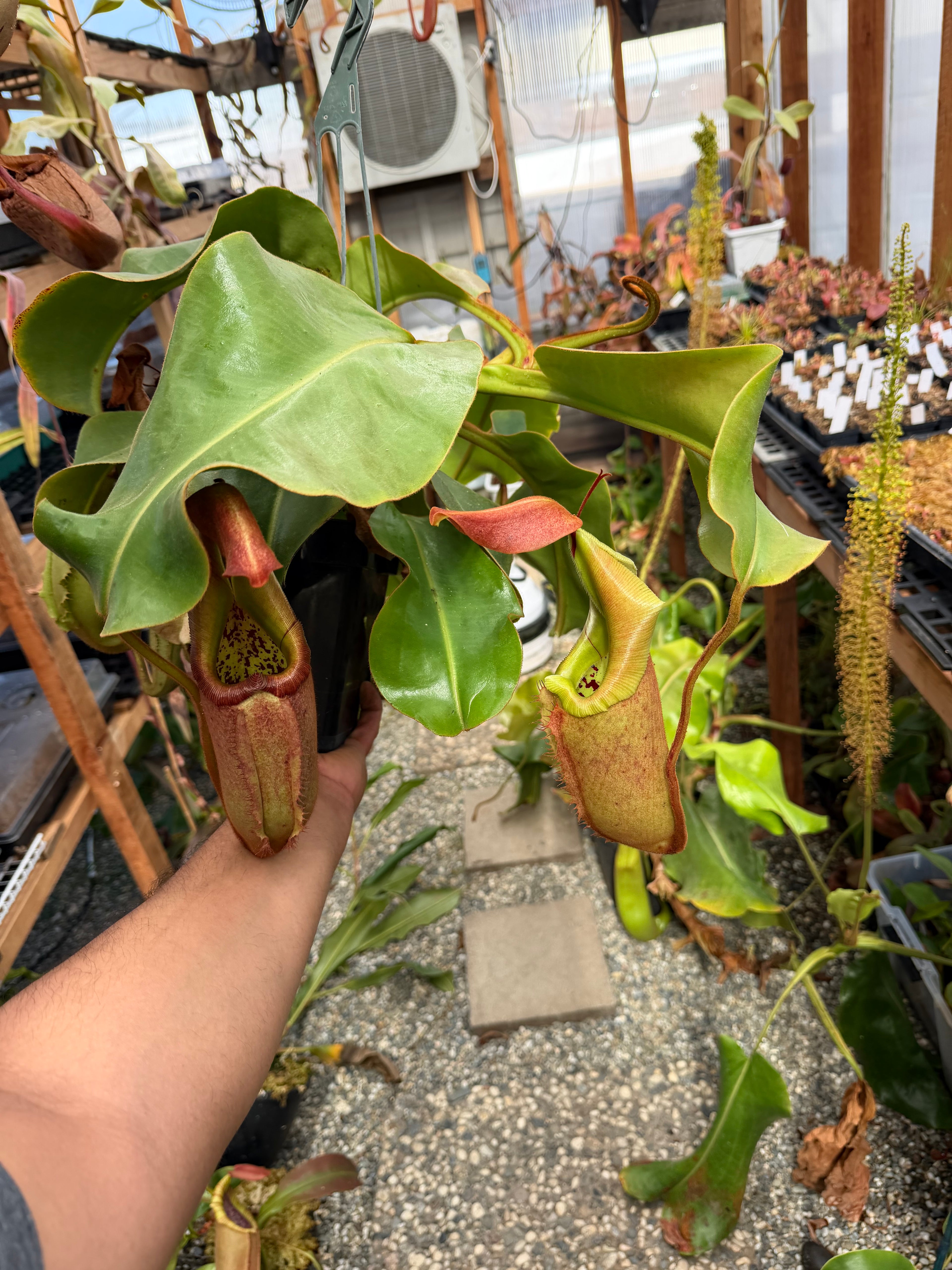 Nepenthes Rob x veitchii specimen