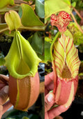 Nepenthes Veitchii (BM x PCC)#7 x veitchii m PDF_C-0013 PDF Carnivores