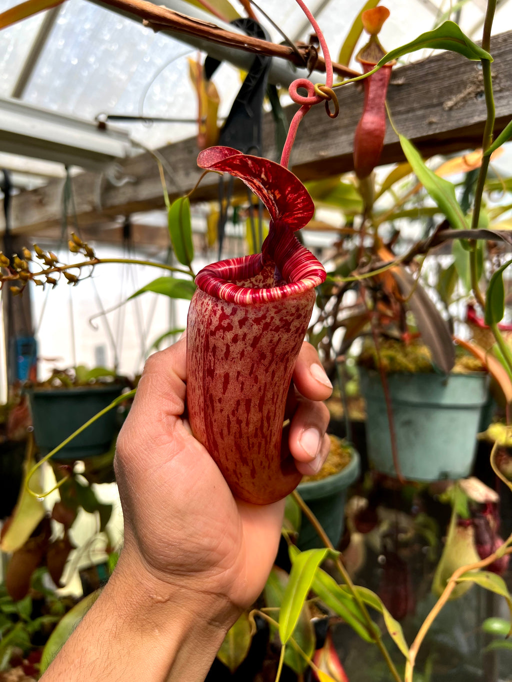 Nepenthes (ventricosa x sibuyanensis) x hamiguitanensis EP two growth point