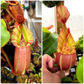 Nepenthes veitchii k ep x veitchii m ep *Pack Of 30 Seeds*