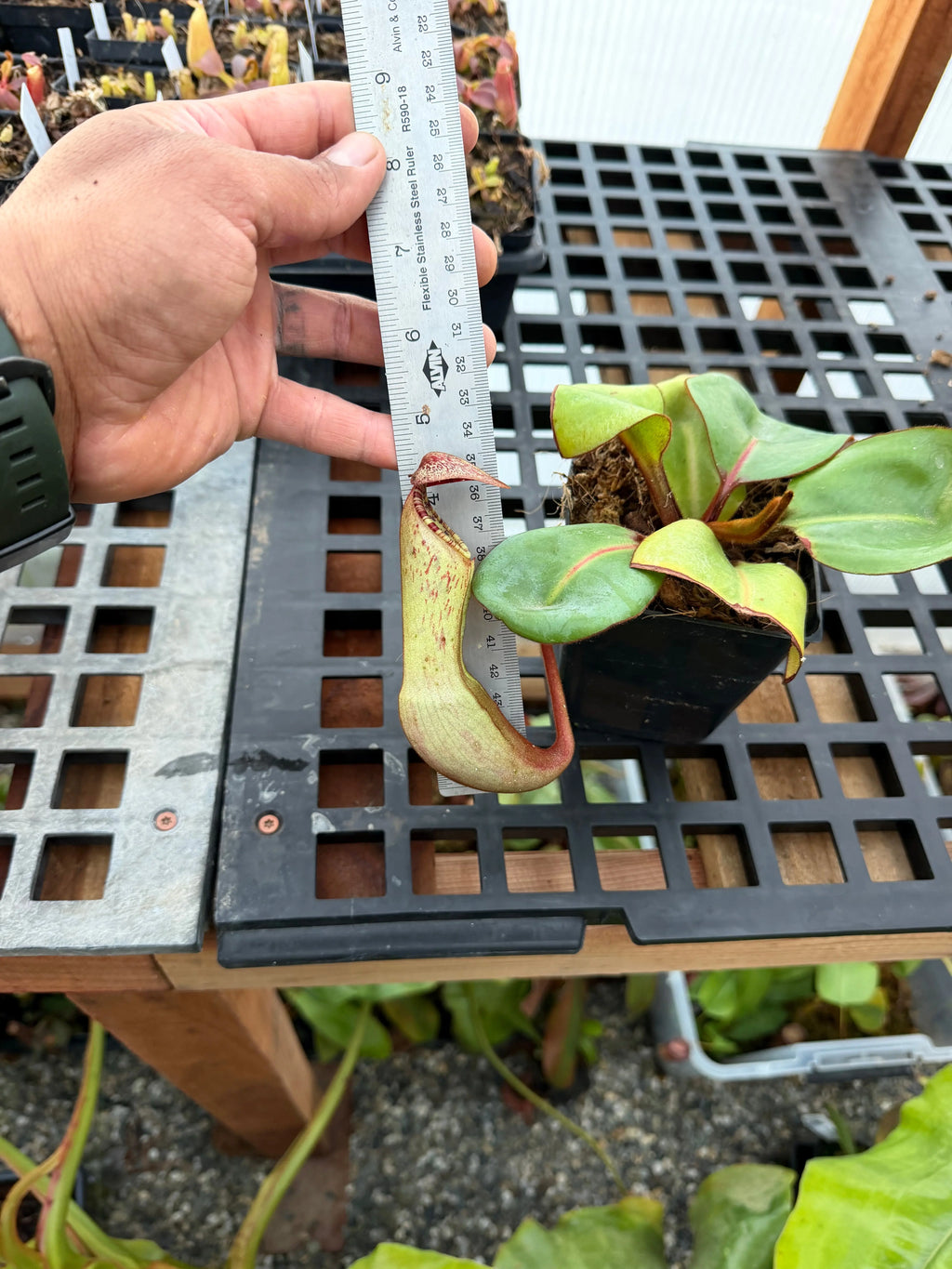 Nepenthes Clipeata (rooted basal)