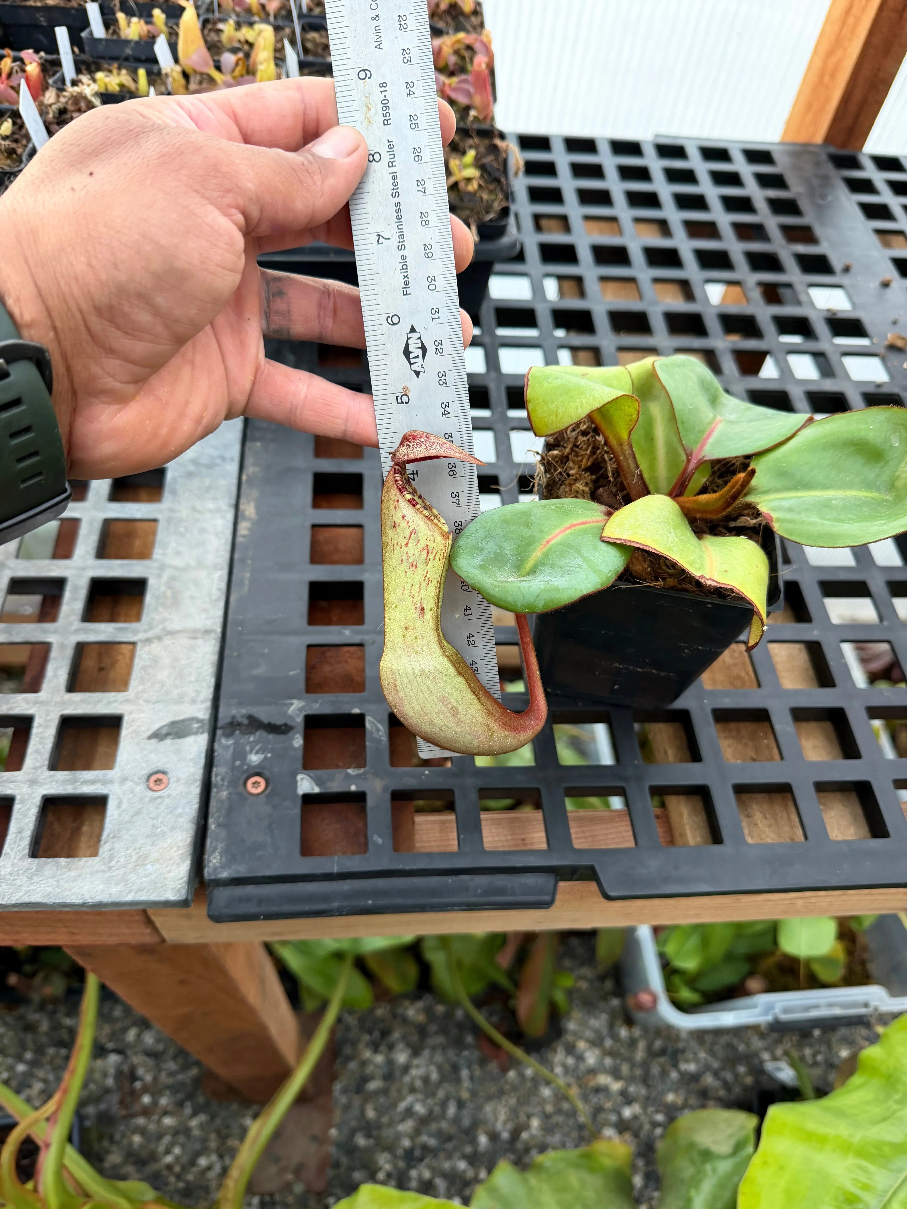 Nepenthes Clipeata (rooted basal)