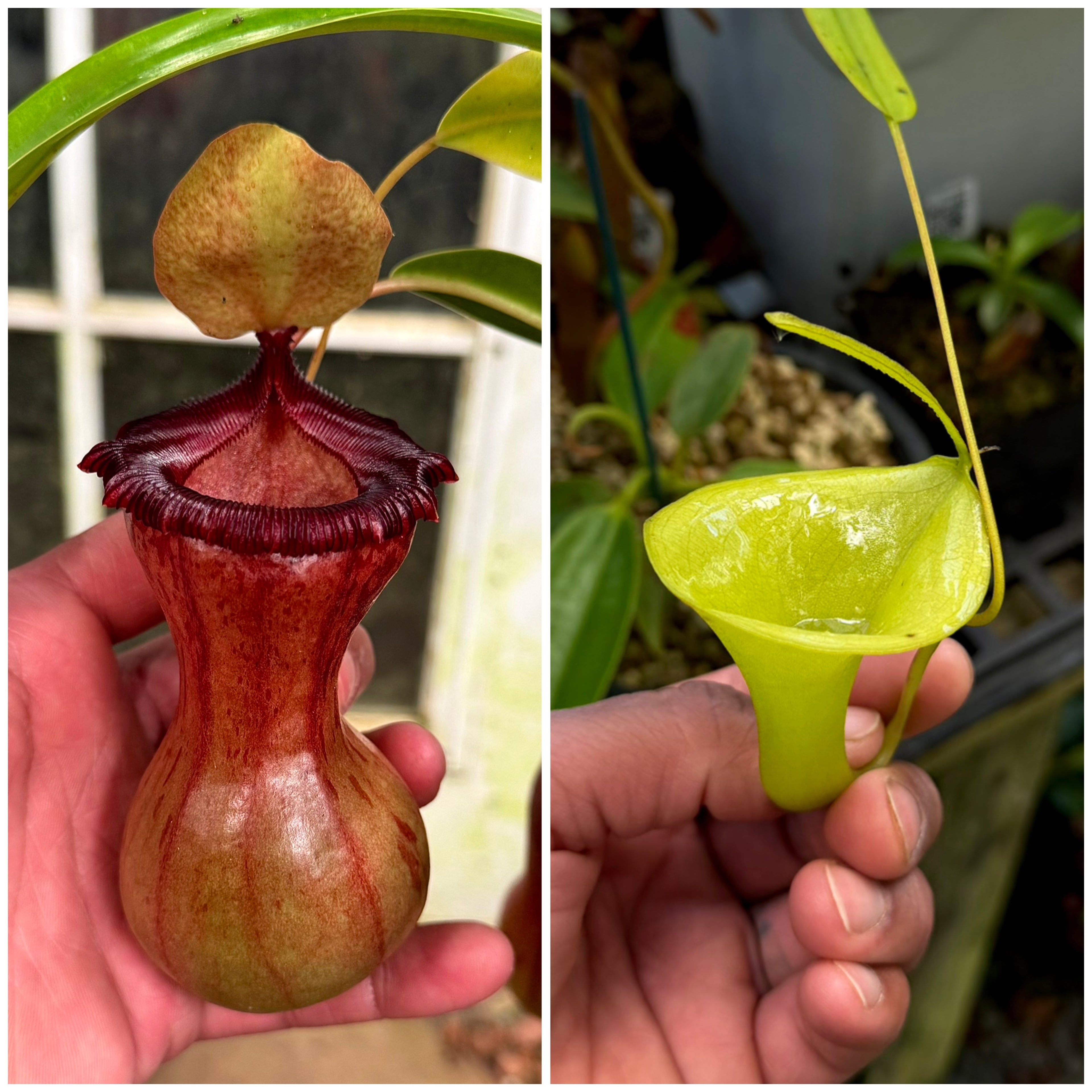 N. Ventricosa x Inermis *Pack Of 30 Seeds*
