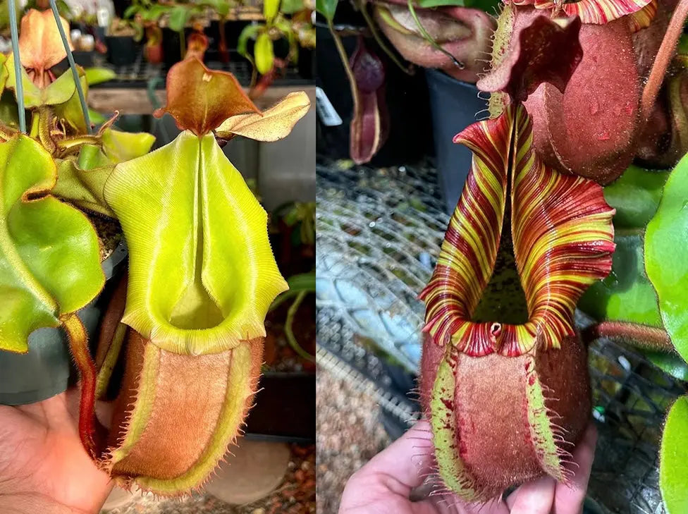 (XS) N. veitchii bareo x veitchii candy dreams PDF_C-0008 PDF Carnivores