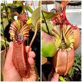 Nepenthes (veitchii x burbidgeae) x {[(lowii x veitchii) x boschiana] x [(veitchii x maxima) x veitchii]} x veitchii (bm x pcc)#6 *Pack Of 30 Seeds*