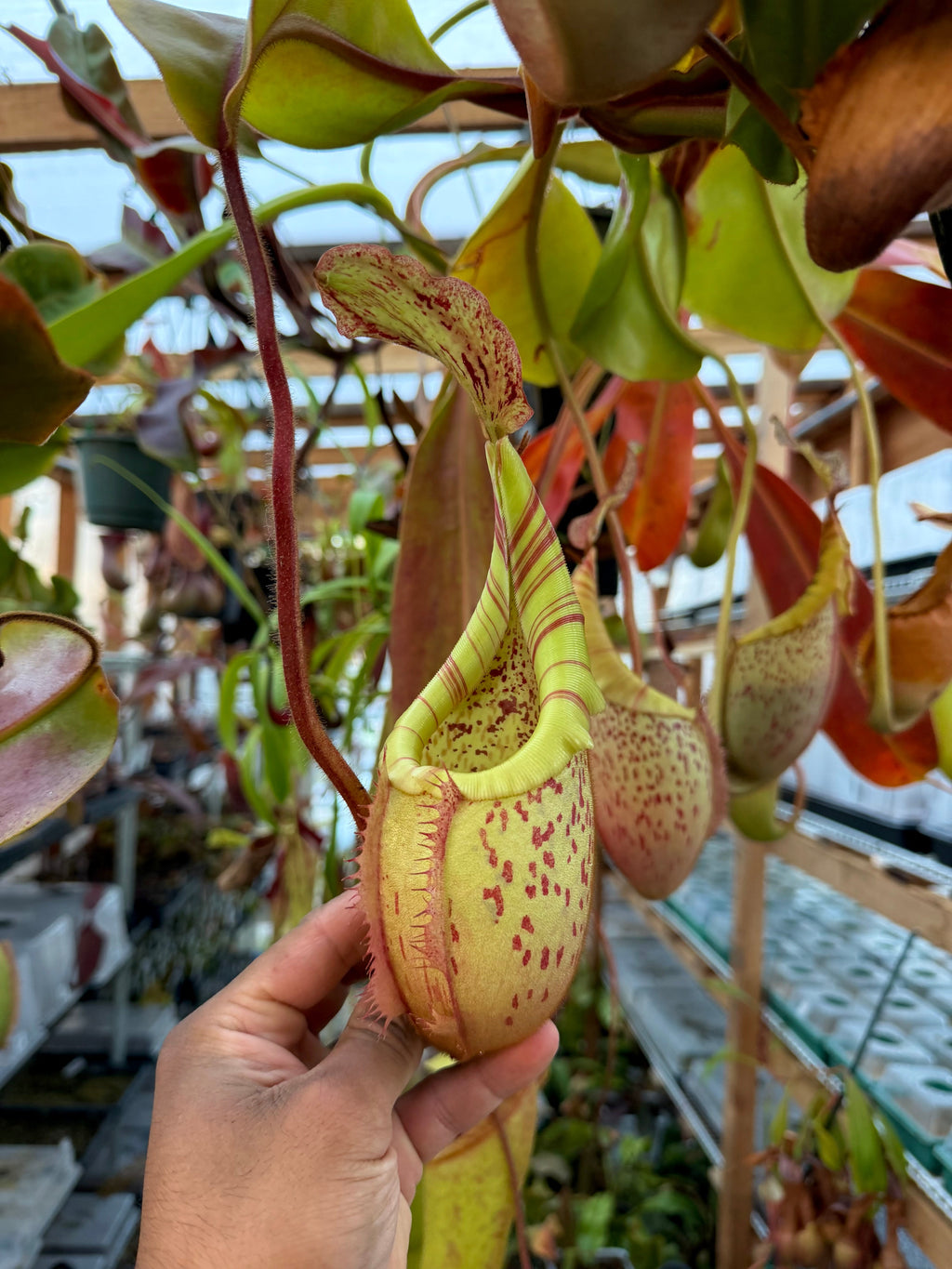 Nepenthes Nepenthes (eymae x veitchii) x veitchii (m) *Rooted Basal* PDF Carnivores