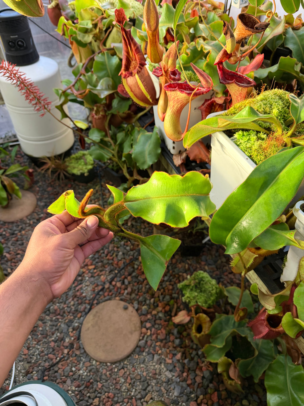 Nepenthes veitchii candy x candy
