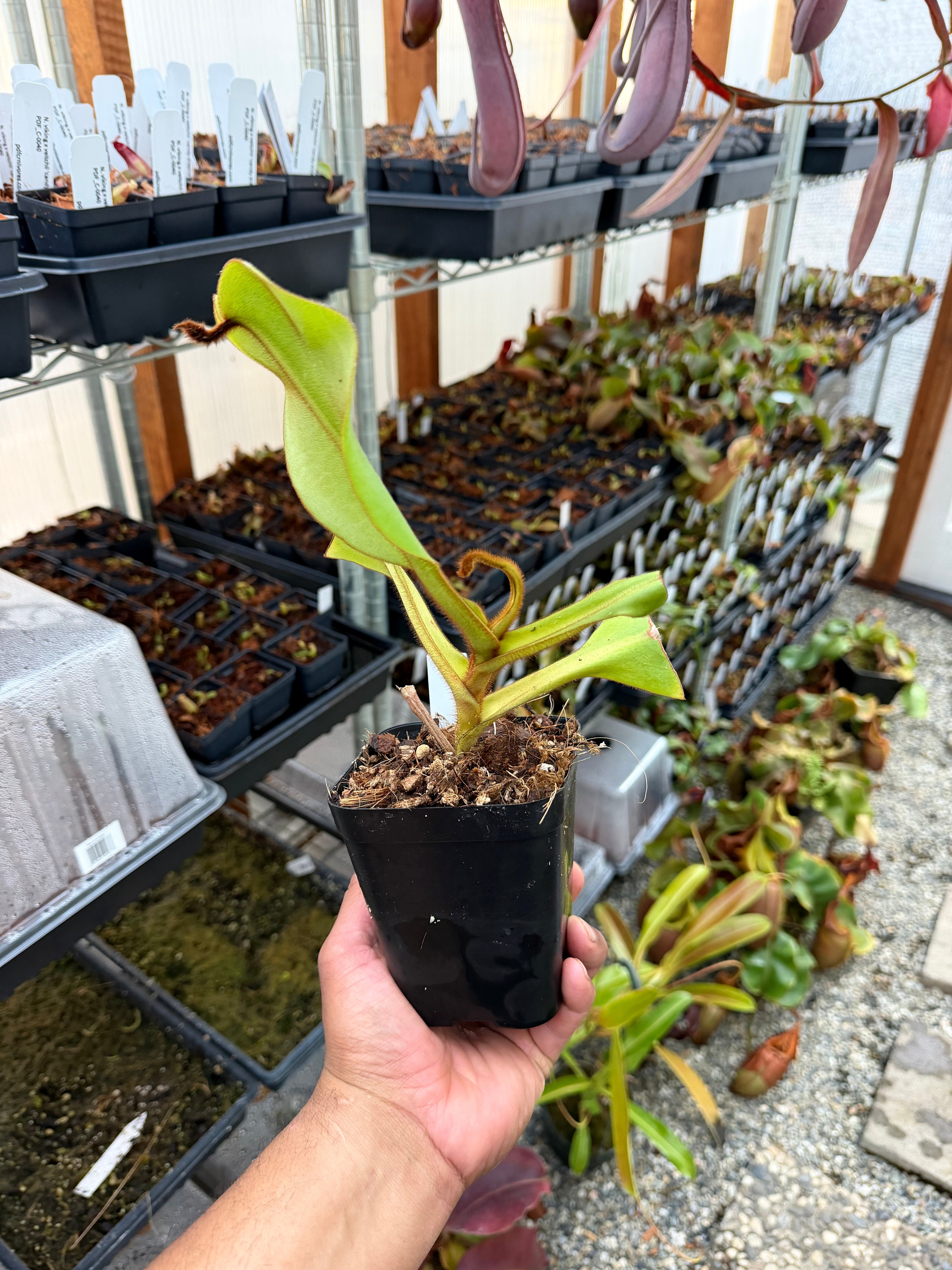 Nepenthes Nepenthes (eymae x veitchii) x veitchii (m) *Rooted Basal* PDF Carnivores