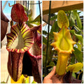 Nepenthes (gland x veitchii) x (spect x veitchii) x (veitchii x xtm) *Pack Of 30 Seeds*
