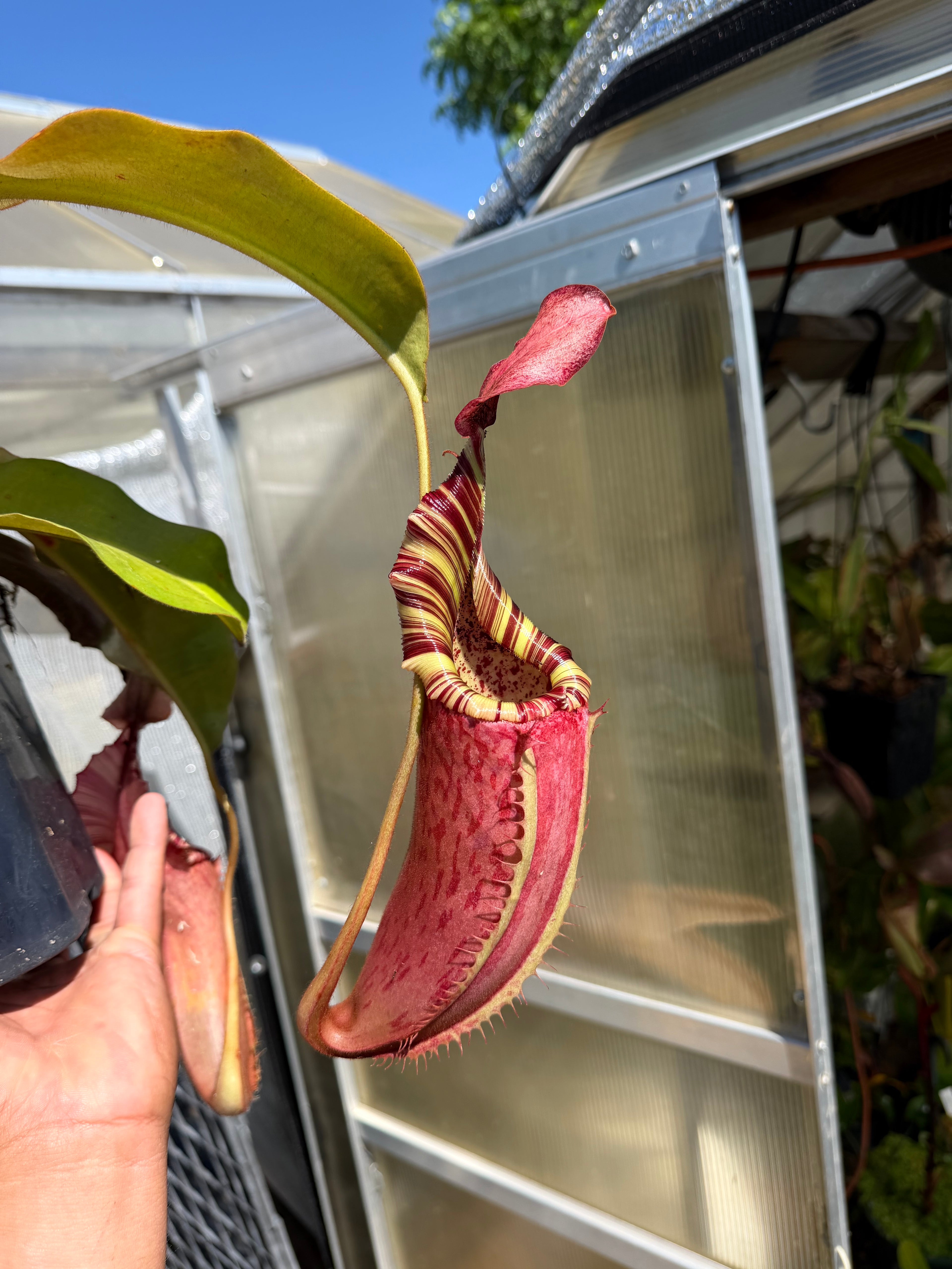 Nepenthes {Veitchii-Highland, Gold peristome x [( Maxima x (Stenophylla × Lowii)] × [(Rokko × Veitchii)]} EP