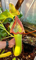 Truncata (a) EP *Fresh pollen*
