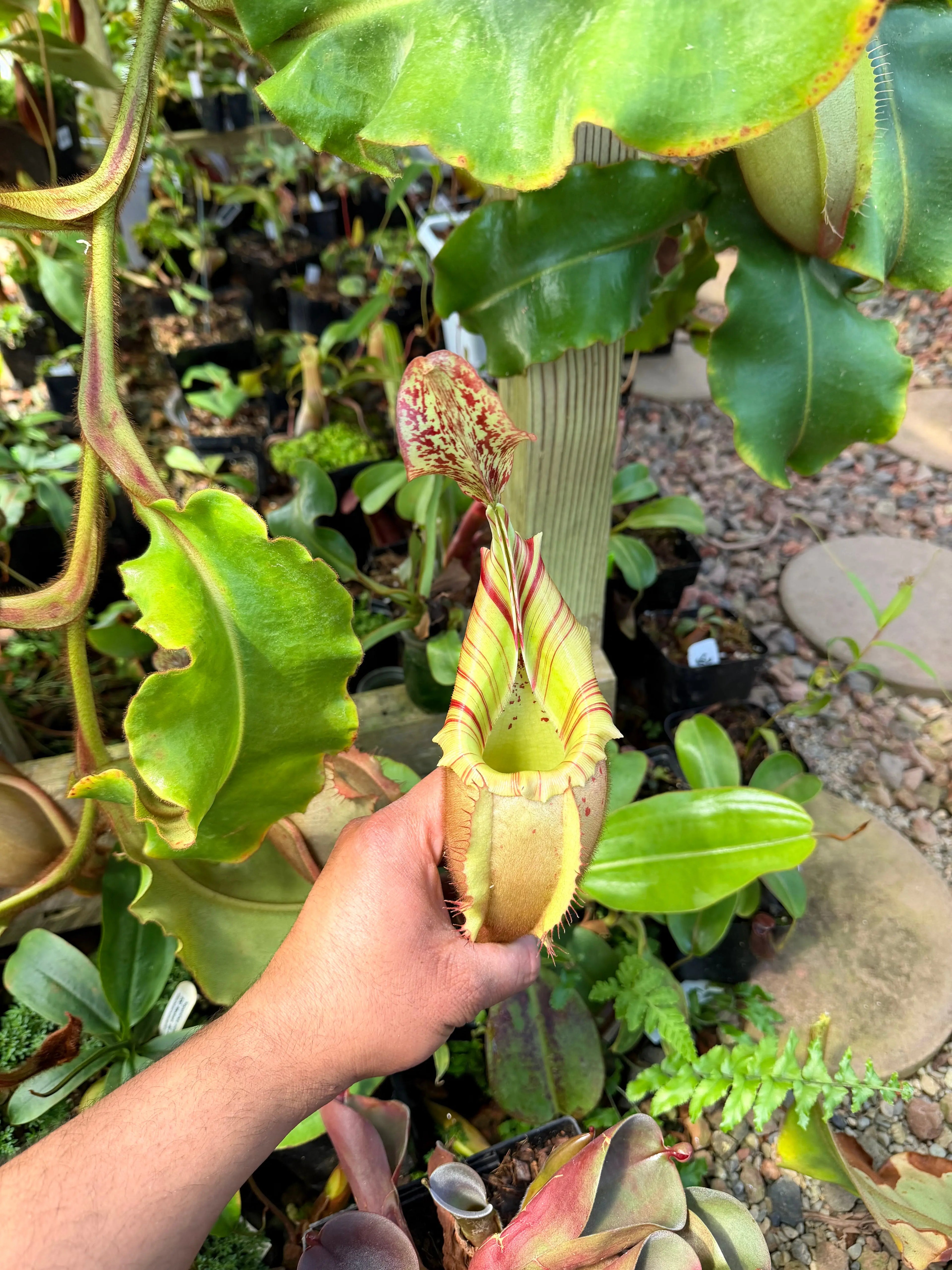 Nepenthes veitchii (m) - Bario (giant x squat pink) EP *Rooted Basal* PDF Carnivores