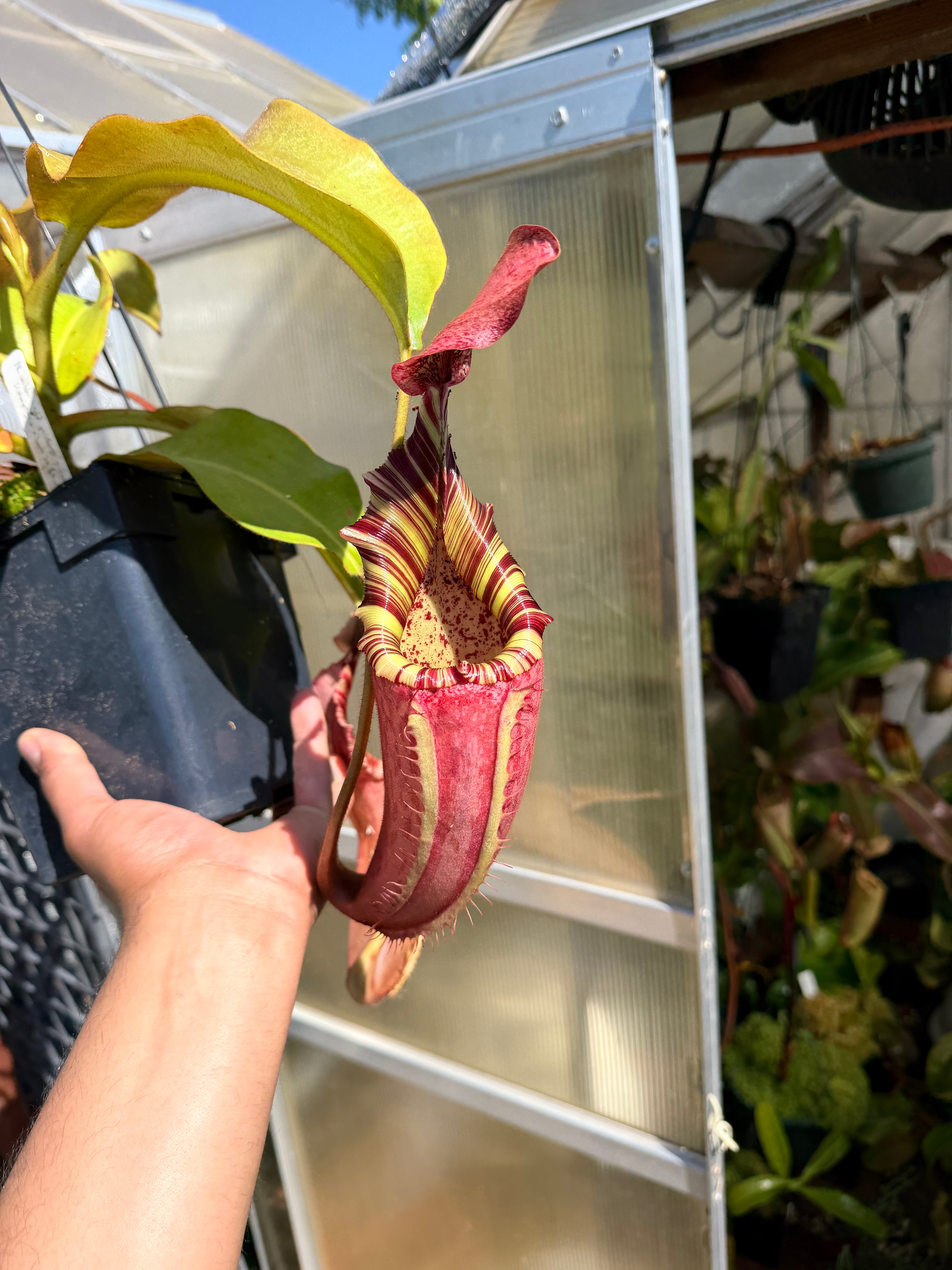 Nepenthes {Veitchii-Highland, Gold peristome x [( Maxima x (Stenophylla × Lowii)] × [(Rokko × Veitchii)]} EP