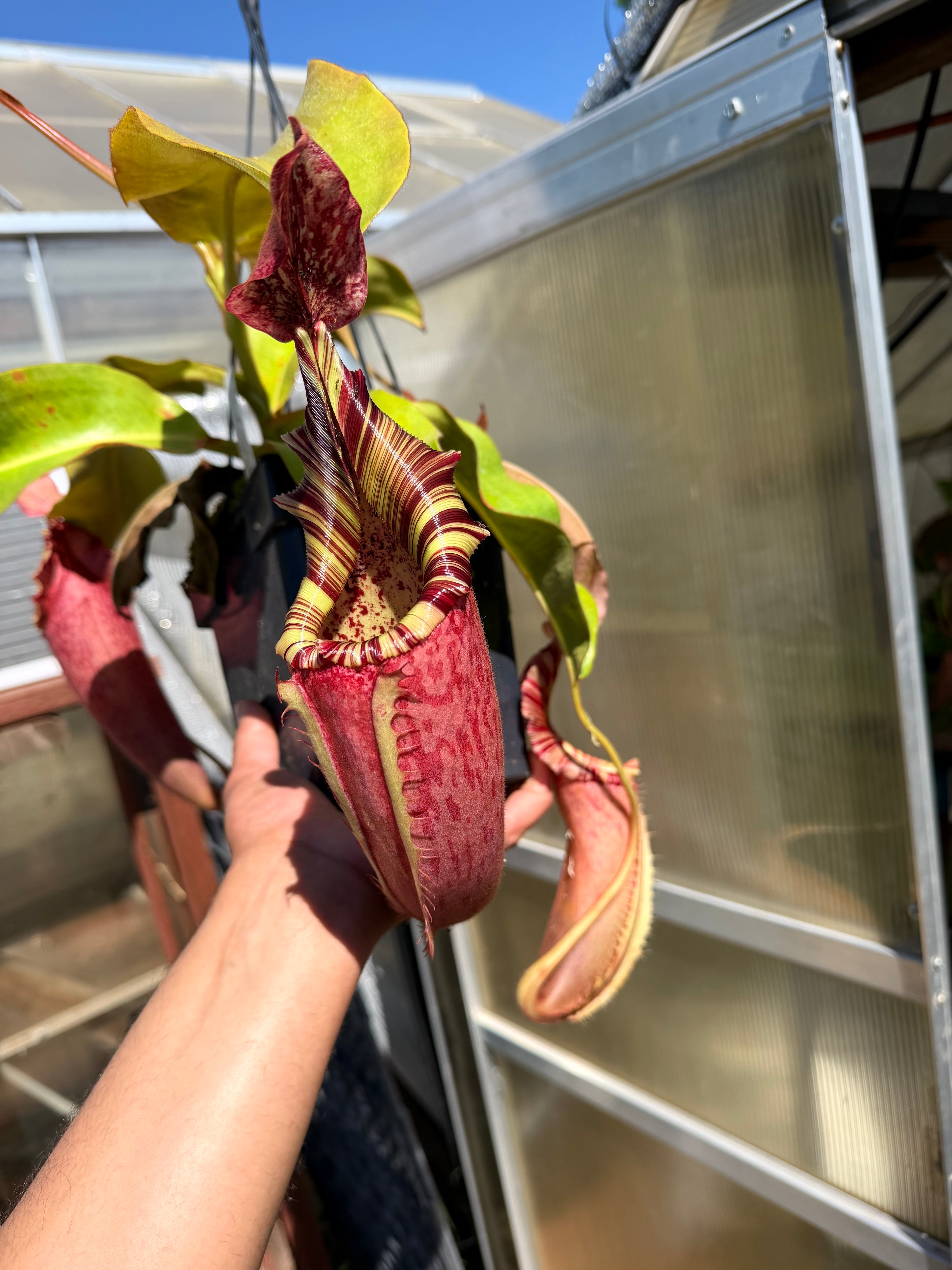 Nepenthes {Veitchii-Highland, Gold peristome x [( Maxima x (Stenophylla × Lowii)] × [(Rokko × Veitchii)]} EP