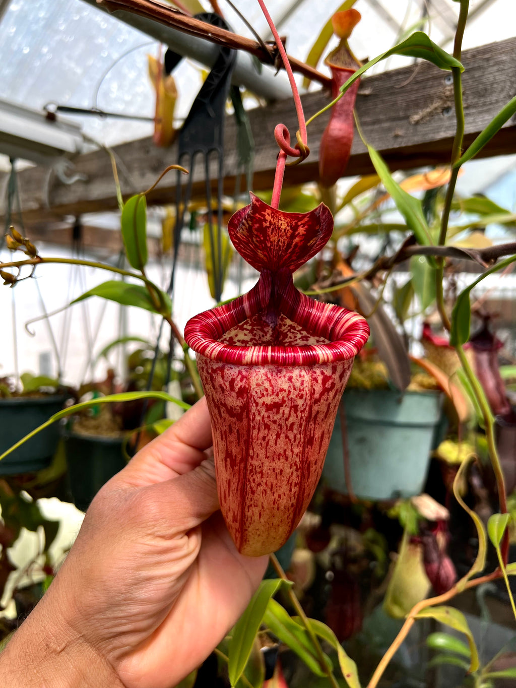 Nepenthes (ventricosa x sibuyanensis) x hamiguitanensis EP two growth point