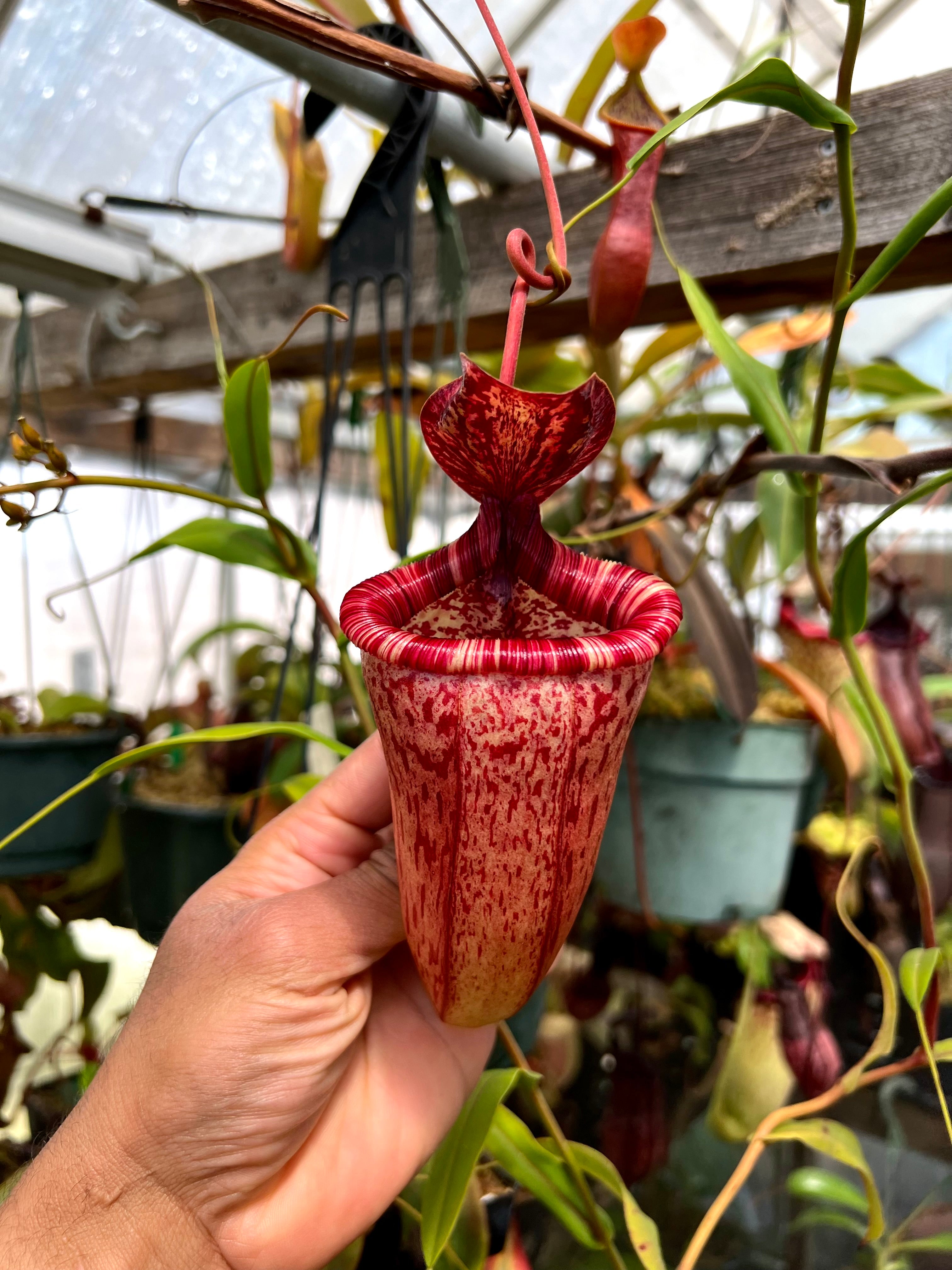Nepenthes (ventricosa x sibuyanensis) x hamiguitanensis EP two growth point