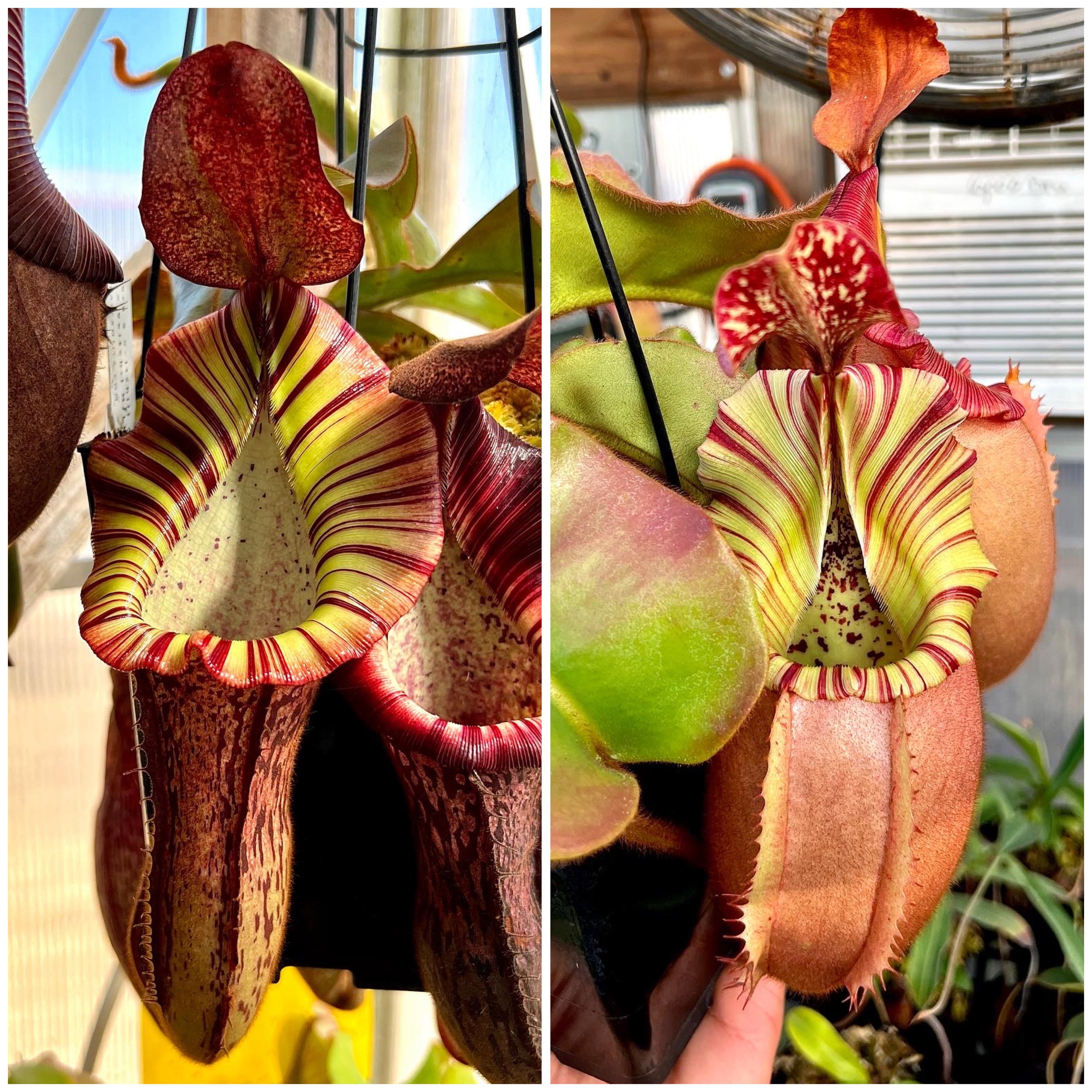 Nepenthes (gland x veitchii) x (spect x veitchii) x veitchii (BM x PCC) #6 *Pack Of 30 Seeds*
