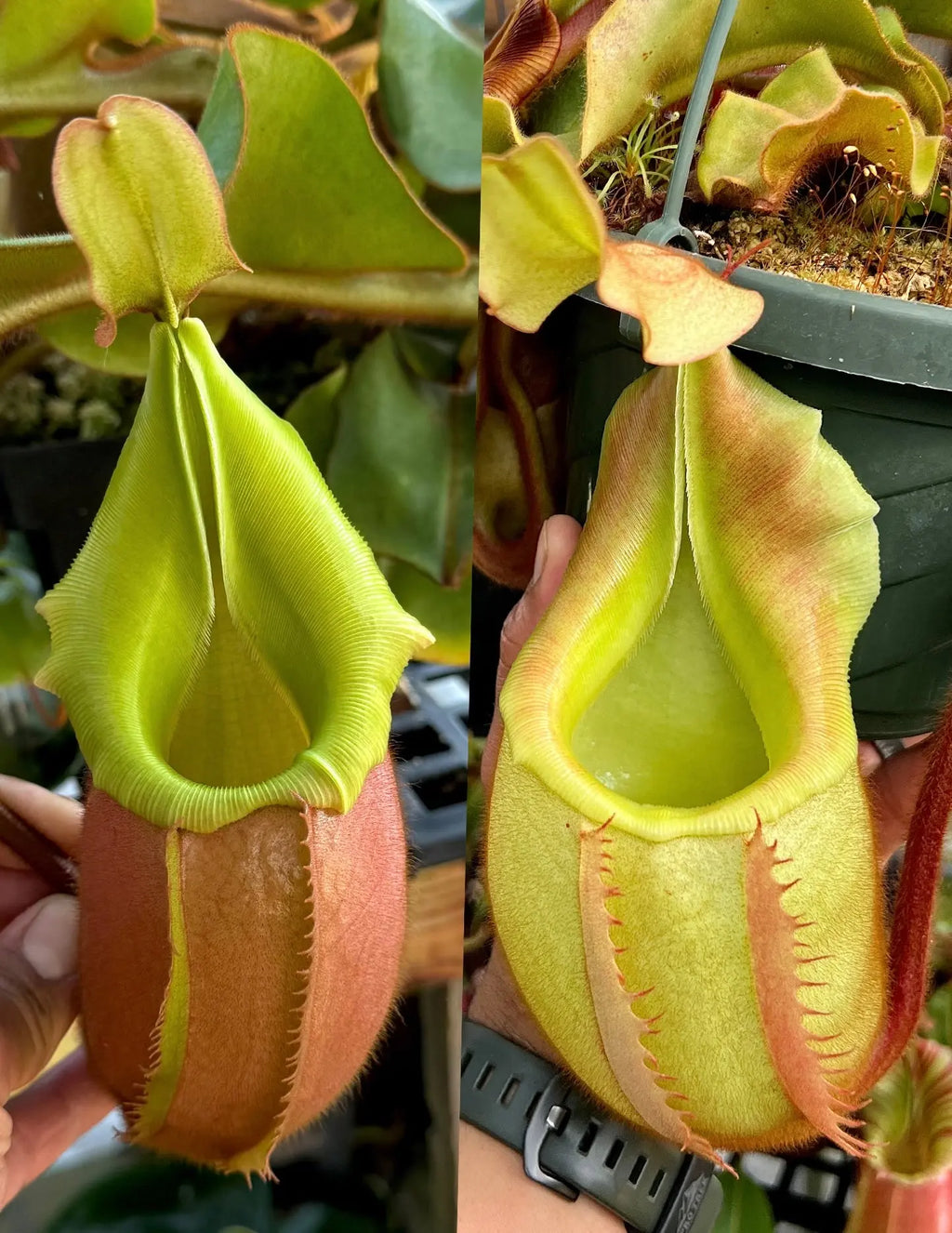 Nepenthes Veitchii (BM x PCC)#7 x Veitchii BE3734 PDF_C-0012 PDF Carnivores