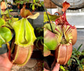 Nepenthes Veitchii bareo x veitchii (BM x PCC)#6 PDF_C-0007 PDF Carnivores