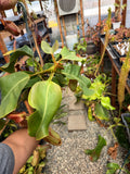 Nepenthes Rob x veitchii specimen