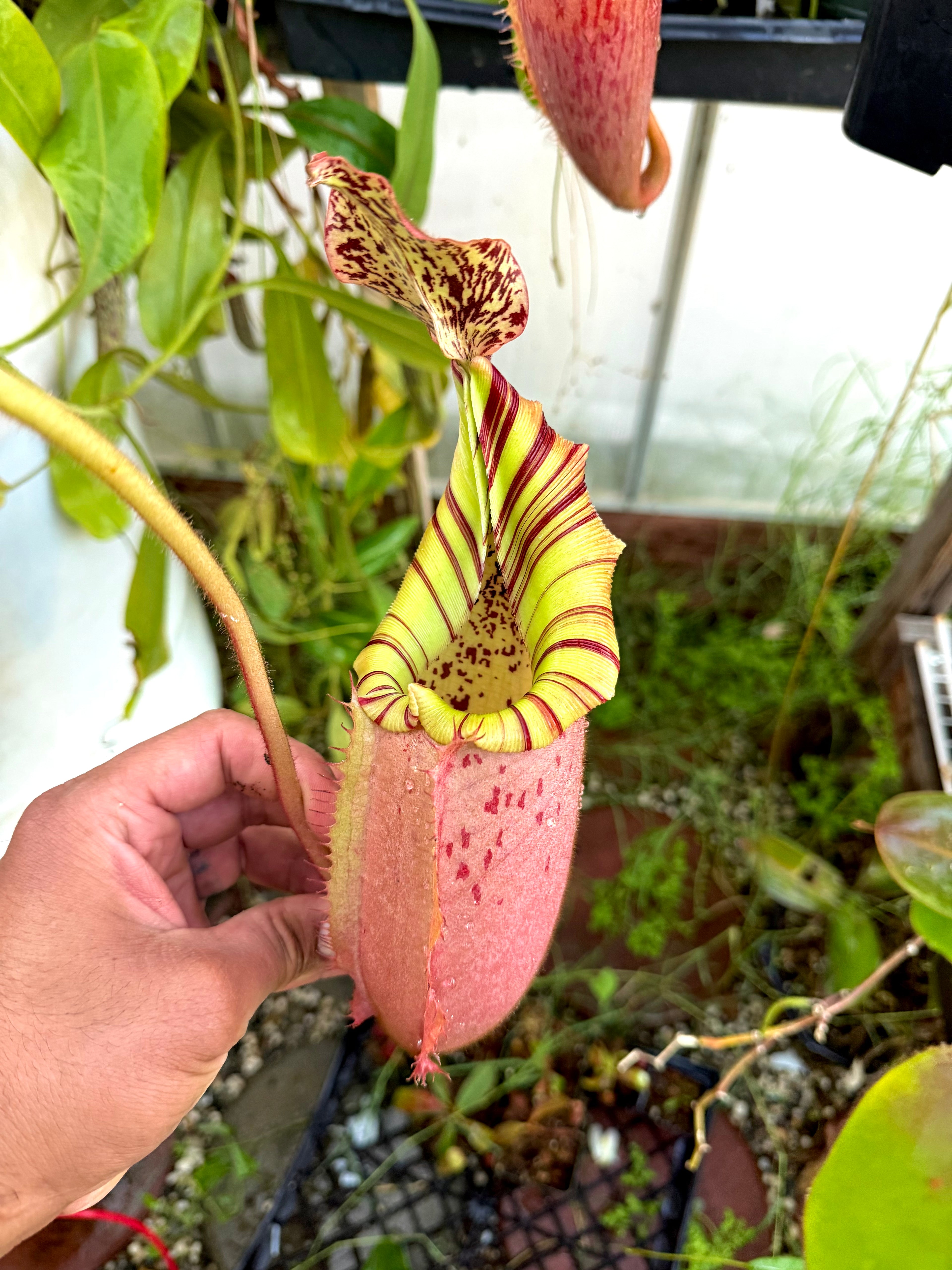 Nepenthes veitchii (k) x (veitchii H/L x burb) MF *Rooted Basal*