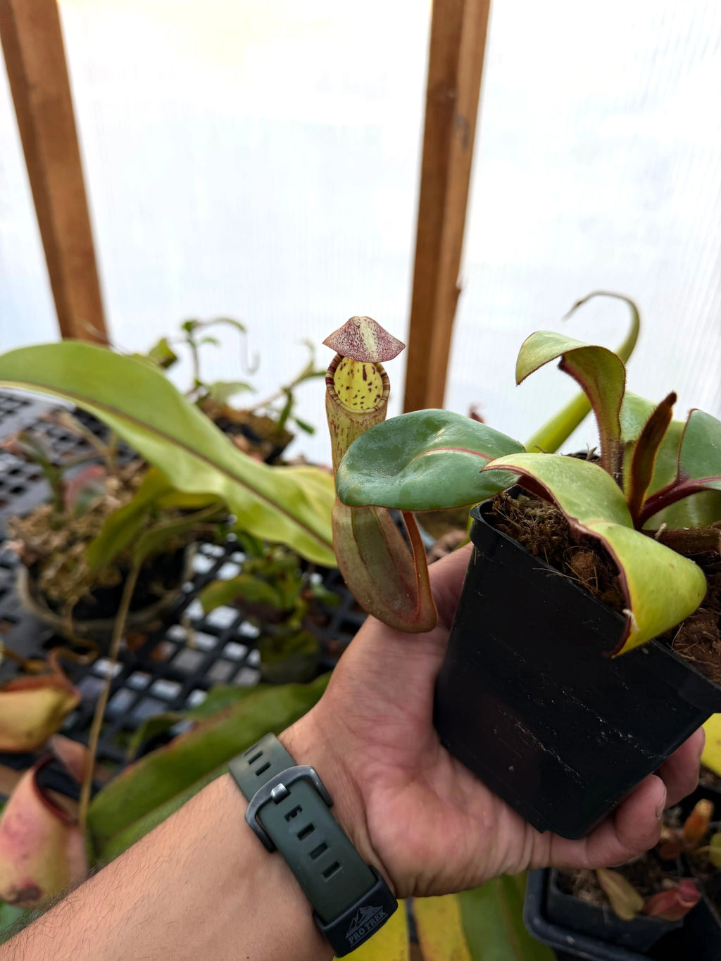 Nepenthes Clipeata (rooted basal)