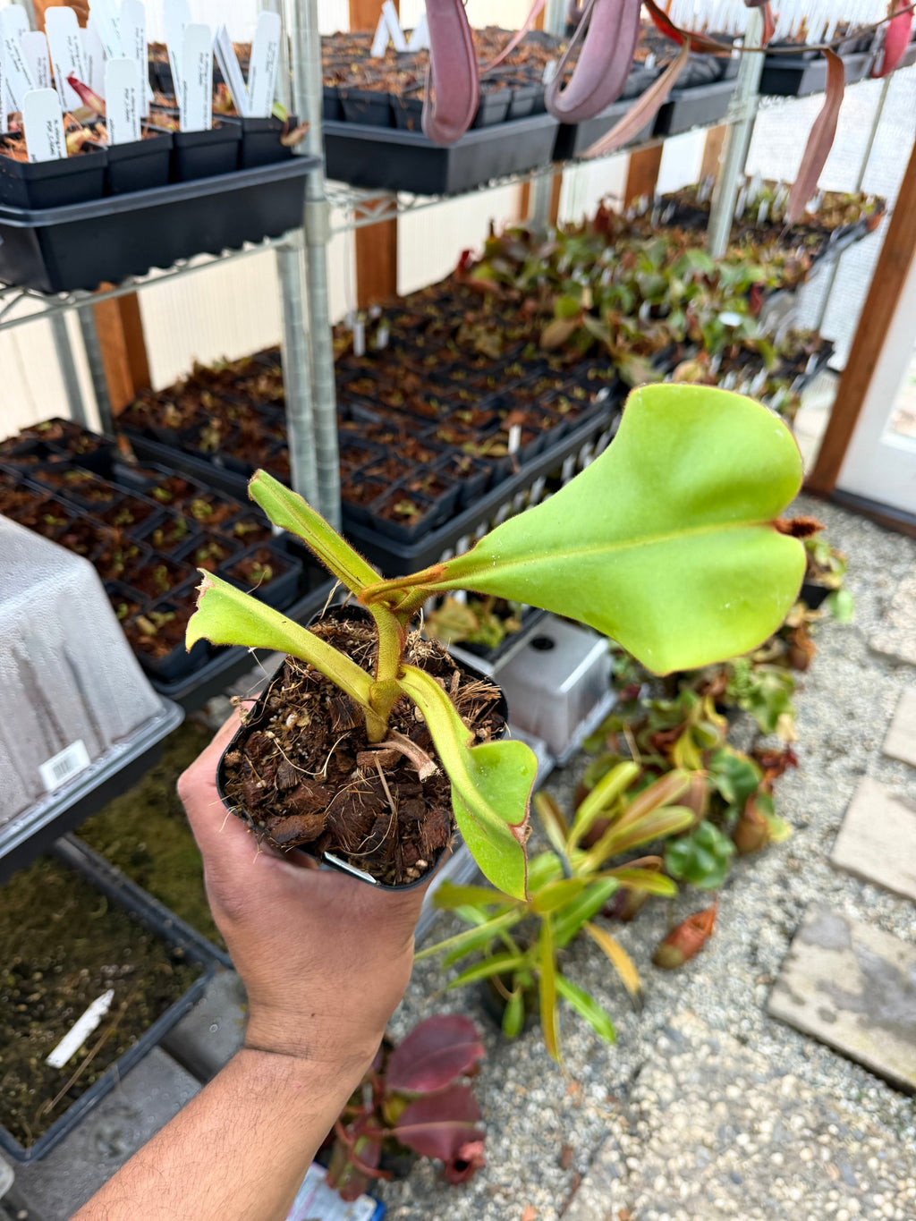 Nepenthes Nepenthes (eymae x veitchii) x veitchii (m) *Rooted Basal* PDF Carnivores