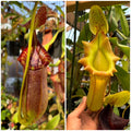 Nepenthes (spath x lowii) x (veitchii x xtm) *Pack Of 30 Seeds*