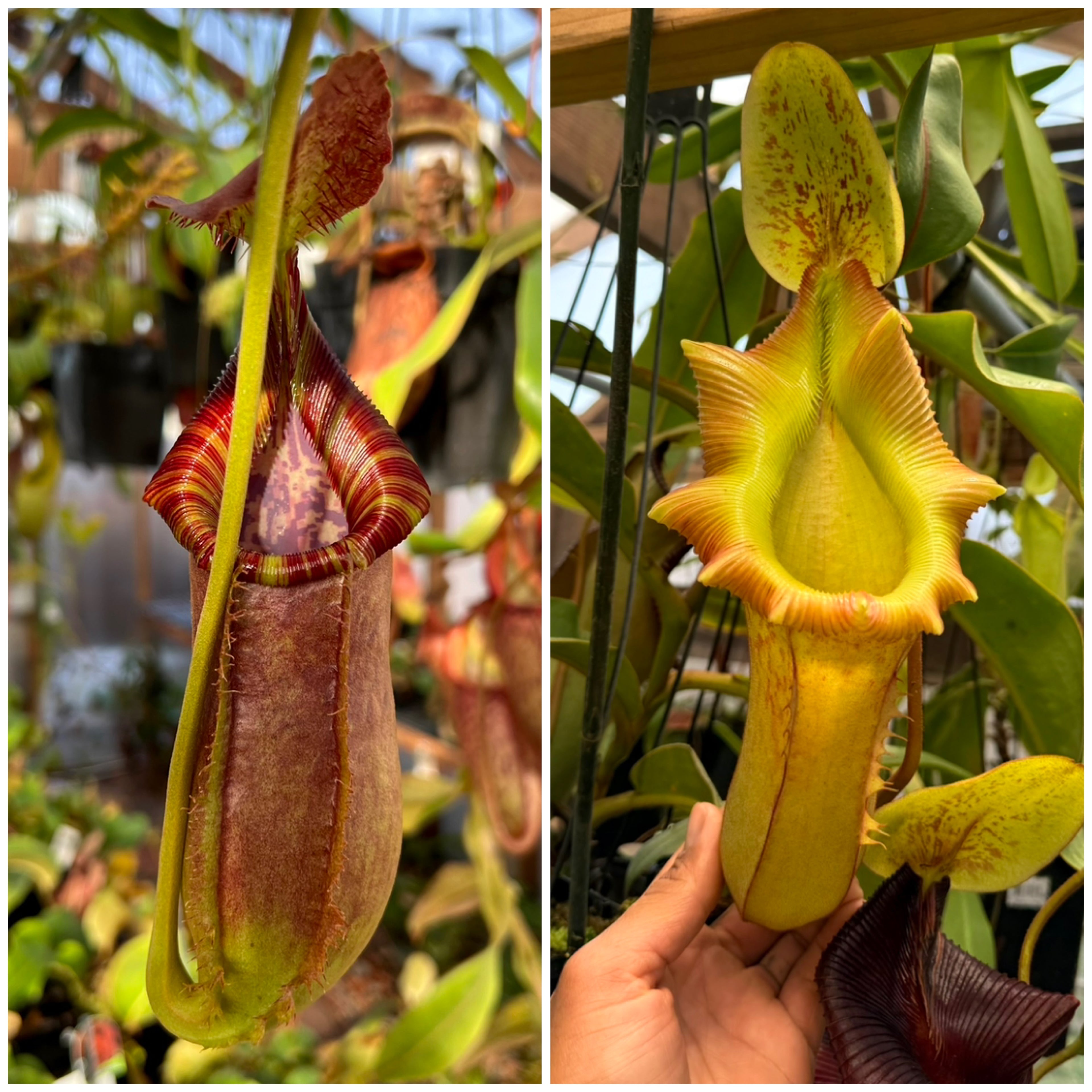 Nepenthes (spath x lowii) x (veitchii x xtm) *Pack Of 30 Seeds*