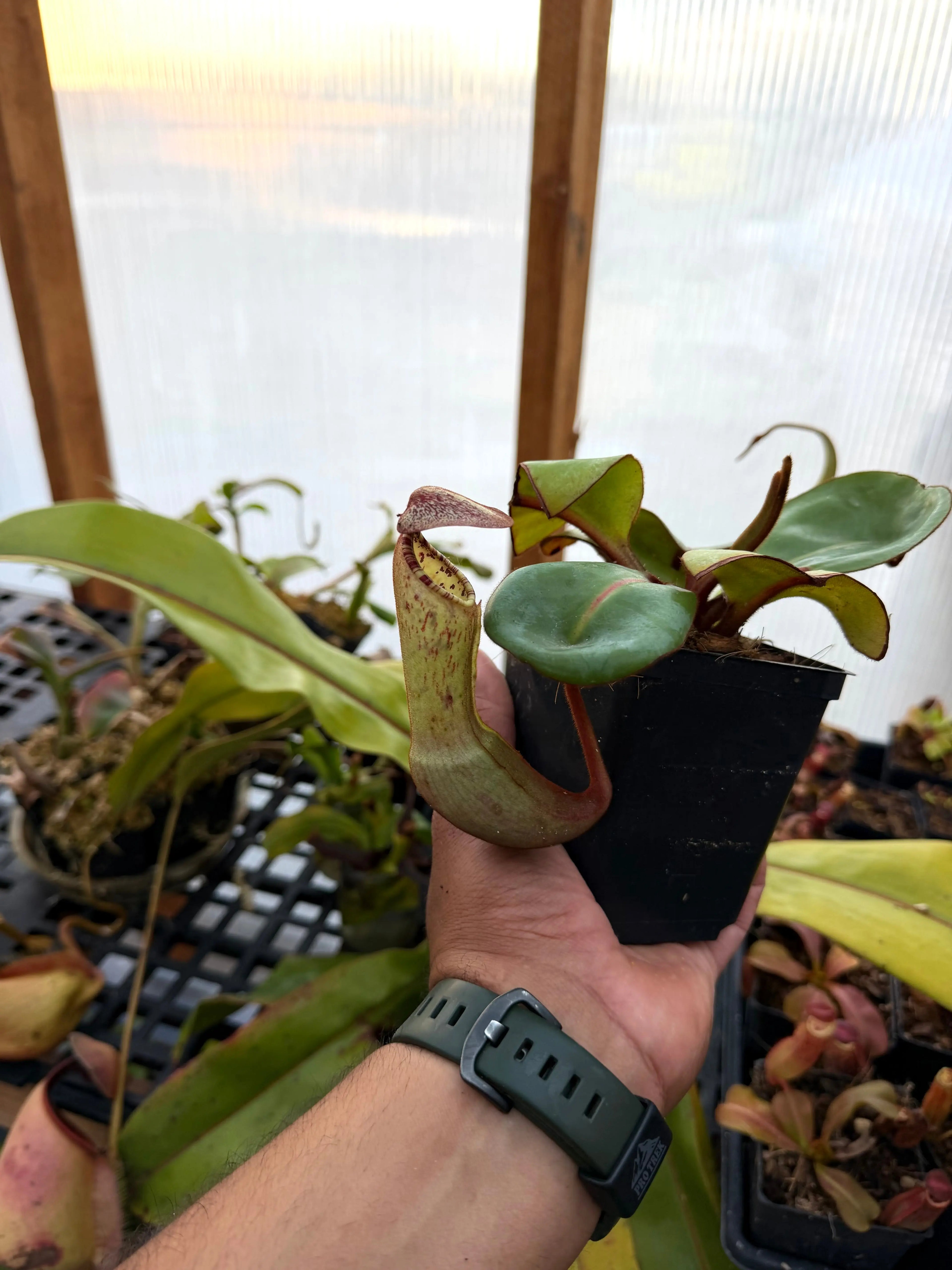 Nepenthes Clipeata (rooted basal)