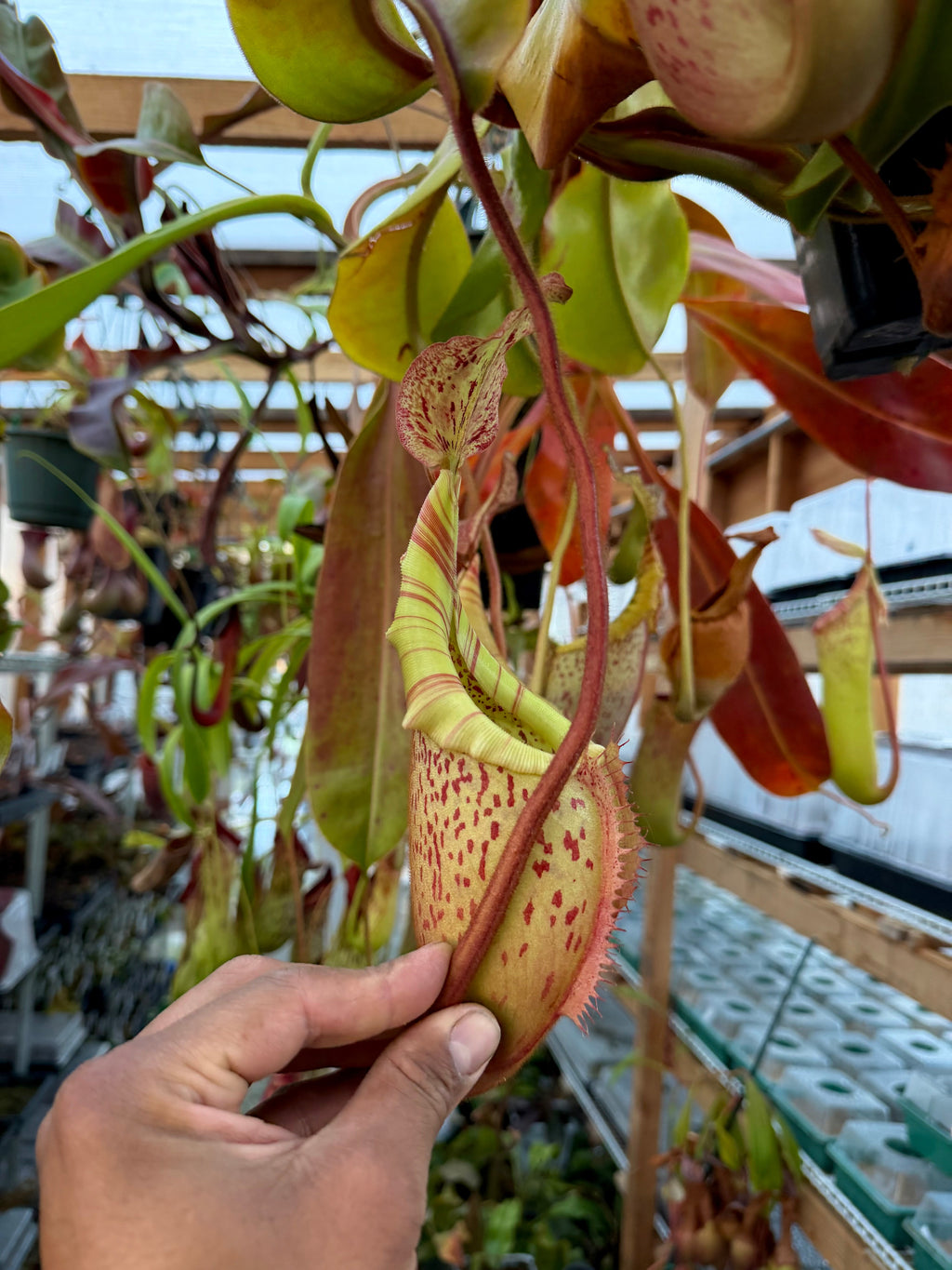 Nepenthes Nepenthes (eymae x veitchii) x veitchii (m) *Rooted Basal* PDF Carnivores