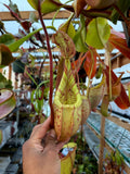 Nepenthes Nepenthes (eymae x veitchii) x veitchii (m) *Rooted Basal* PDF Carnivores