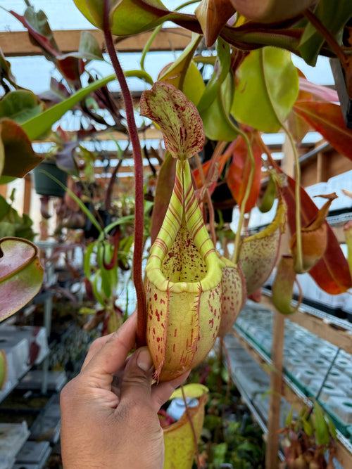 Nepenthes Nepenthes (eymae x veitchii) x veitchii (m) *Rooted Basal* PDF Carnivores