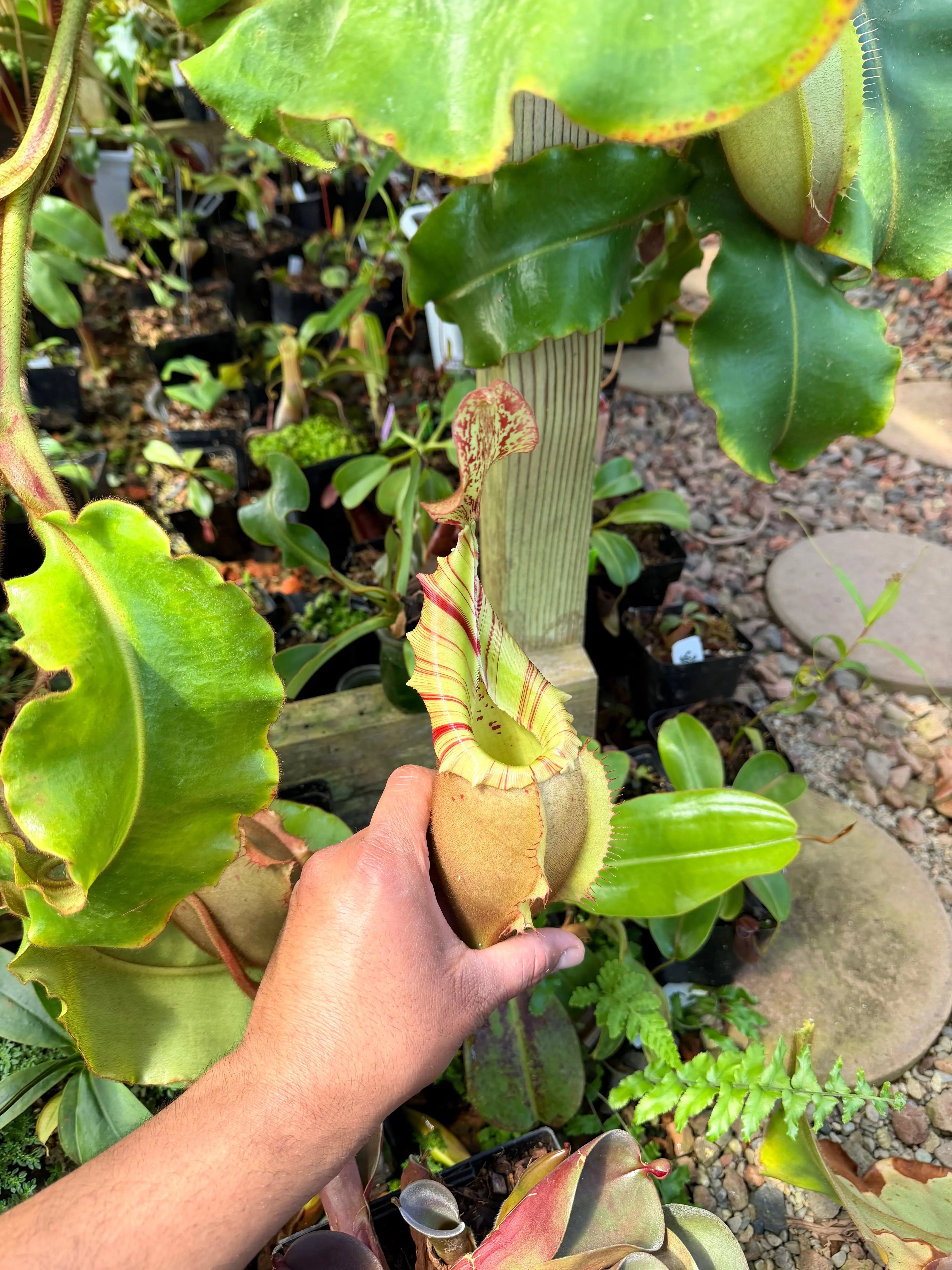 Nepenthes veitchii (m) - Bario (giant x squat pink) EP *Rooted Basal* PDF Carnivores