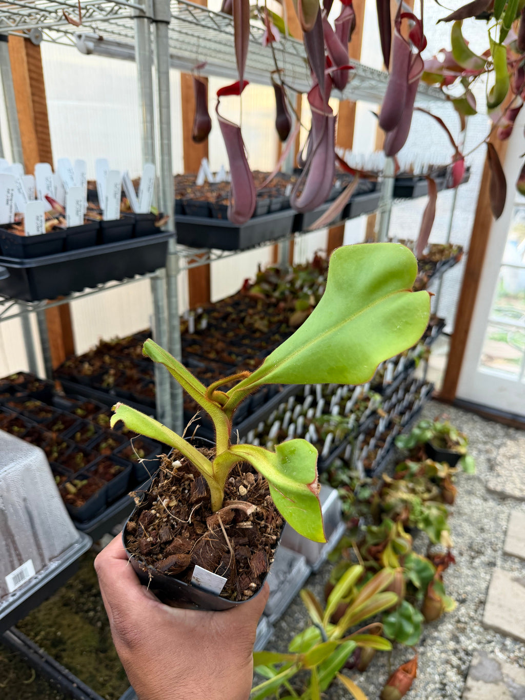 Nepenthes Nepenthes (eymae x veitchii) x veitchii (m) *Rooted Basal* PDF Carnivores