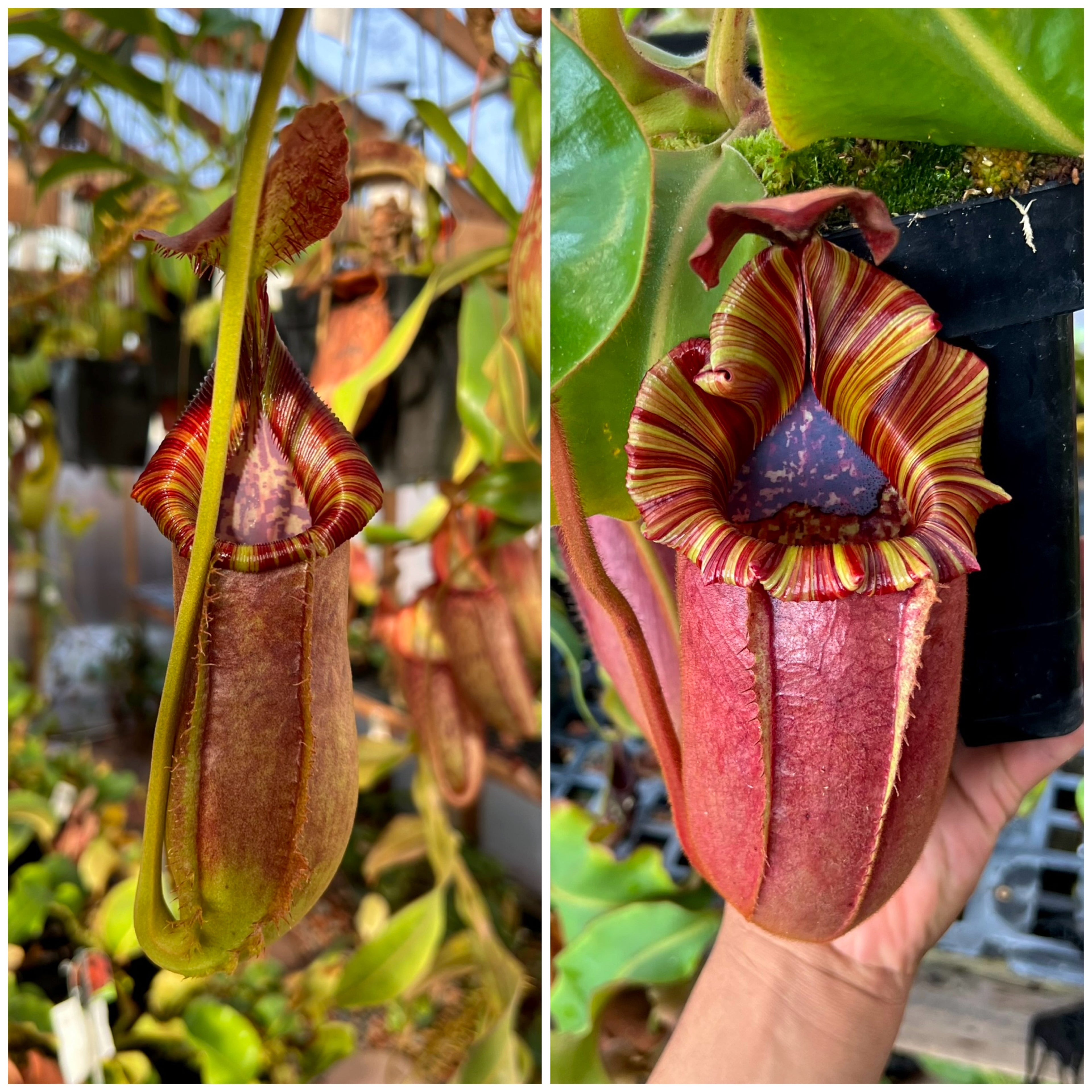 Nepenthes (spath x lowii) x (LVB x veitchii candy dreams) *Pack Of 30 Seeds*