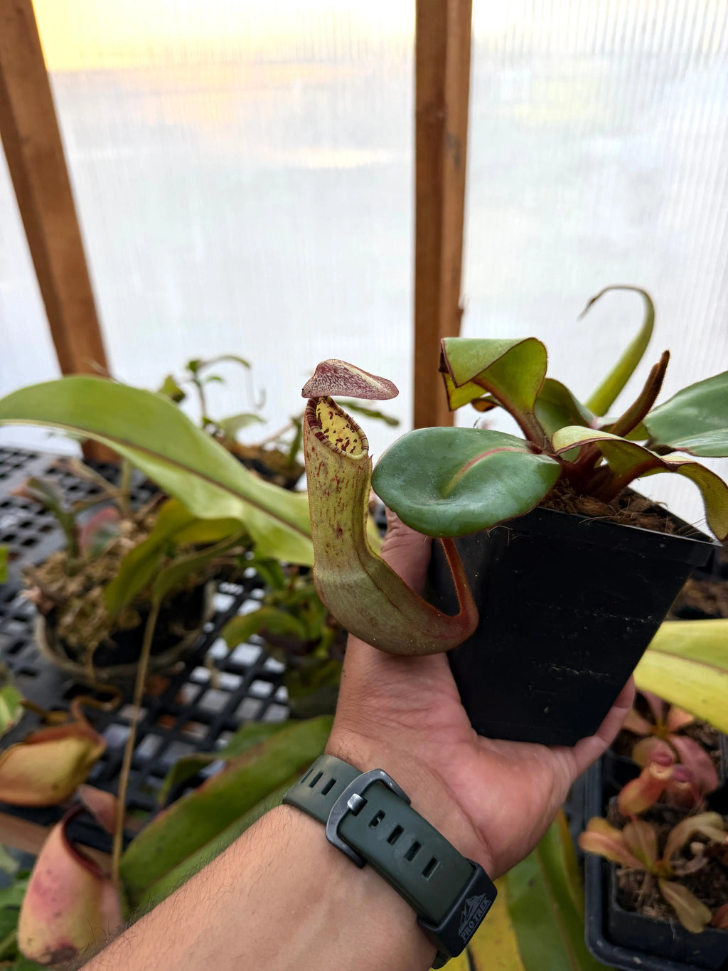 Nepenthes Clipeata (rooted basal)