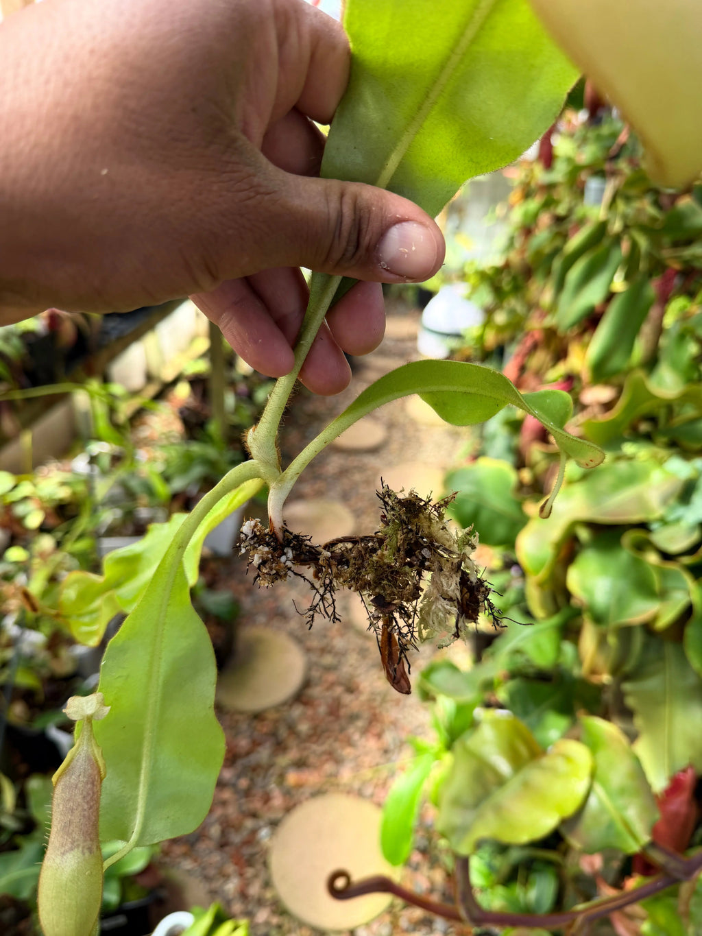Nepenthes veitchii (m) - Bario (giant x squat pink) EP *Rooted Basal* PDF Carnivores