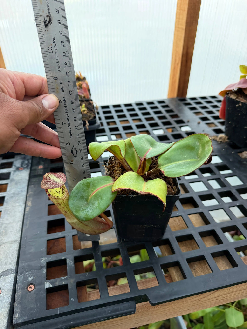 Nepenthes Clipeata (rooted basal)