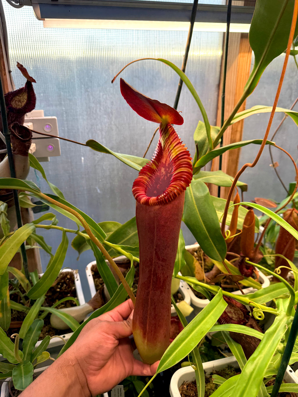 Nepenthes xtm x ed *Fresh pollen*