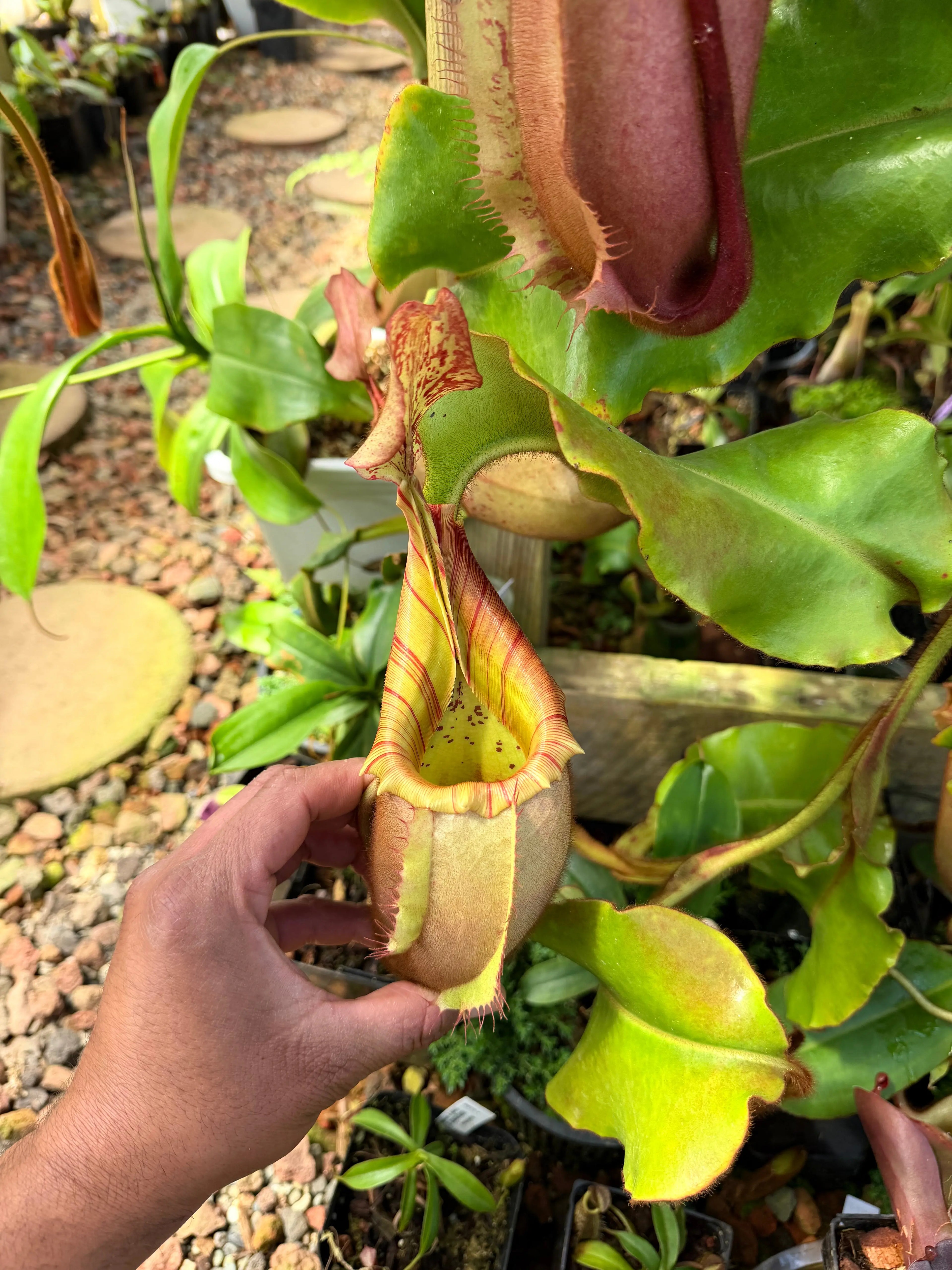 Nepenthes veitchii (m) - Bario (giant x squat pink) EP *Rooted Basal* PDF Carnivores